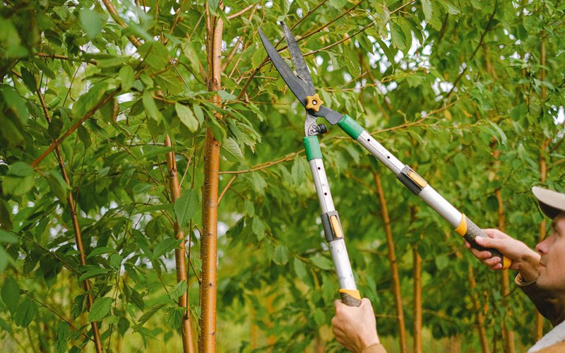 Tree trimming in Gilmore City, IA